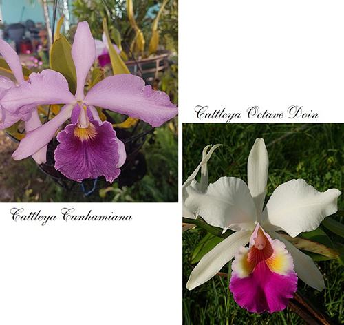 Cattleya Yser (Laeliocattleya Canhamiana coerulea x Octave Doin)
