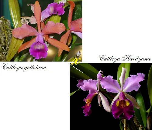 Cattleya Saint Gothard (gottoiana x Hardyana)