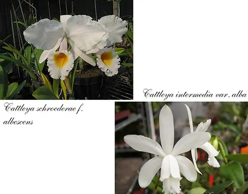 Cattleya schroederae albescens x intermedia alba