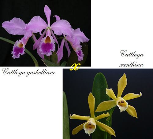 Cattleya The Honourable Mrs Astor (Cattleya gaskelliana x Laelia xanthina)