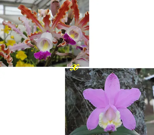 Schomburgkia thomsoniana x Cattleya loddigesii