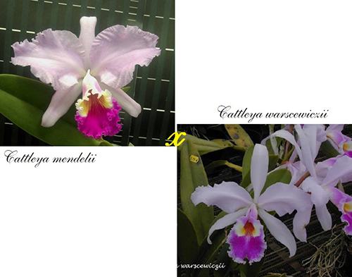 Cattleya Armainvillierensis (mendelii x warscewiczii)