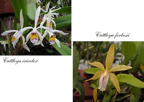 Cattleya iricolor x forbesii