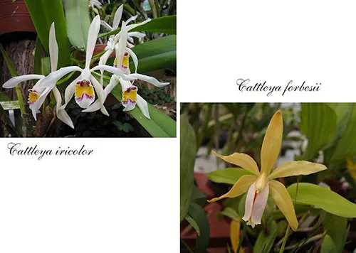 Cattleya iricolor x forbesii
