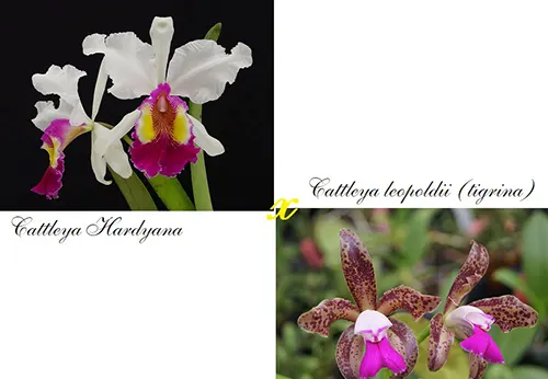 Cattleya Fowleri (Hardyana semi-alba x leopoldii)