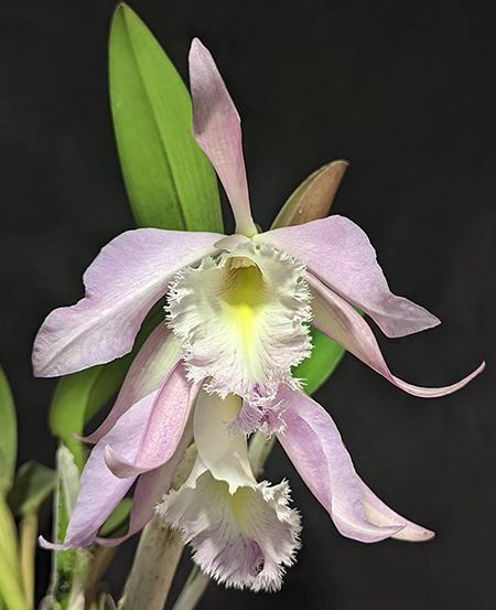 Rhyncholaeliocattleya Terepaima (Cattleya maxima x Rhyncholaelia digbyana)