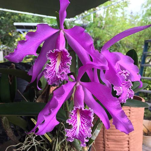 Cattleya maxima 'Chadwick's Dark'