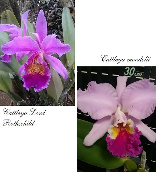 Cattleya Santa Monica (Lord Rothschild x mendelii)