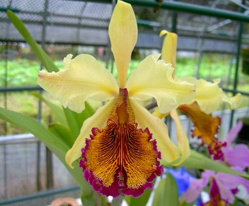 Cattleya dowiana aurea