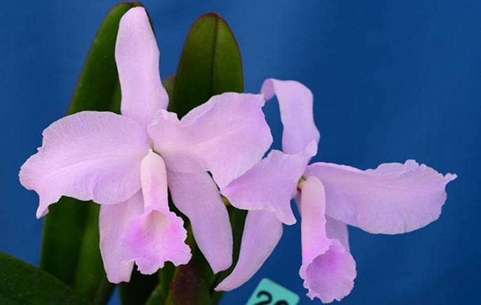 Cattleya lawrenceana var concolor x sib