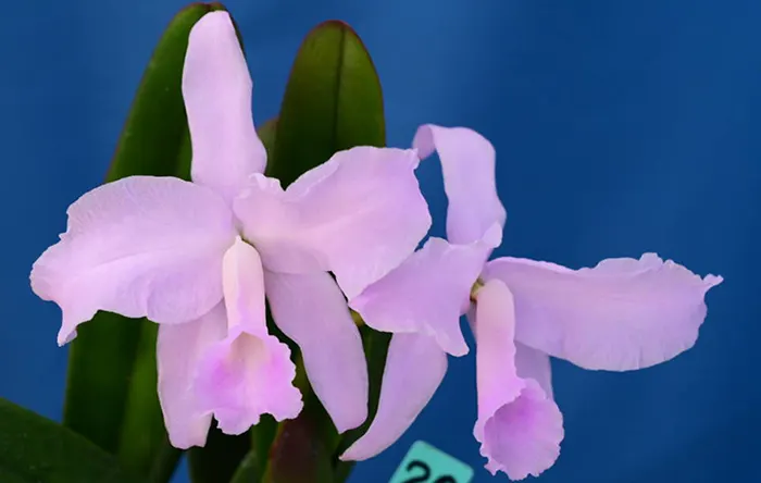 Cattleya lawrenceana var concolor x sib