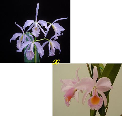 Cattleya maxima var coerulea (Gigi x Angelo) x schroederae