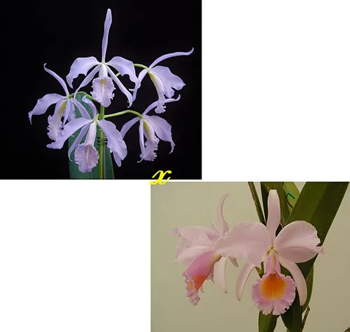 Cattleya maxima var coerulea (Gigi x Angelo) x schroederae