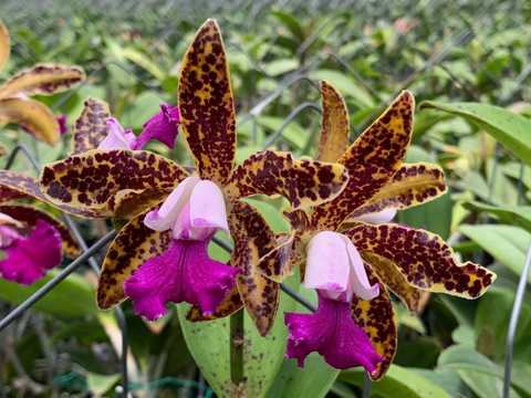 Cattleya Chialin Doll