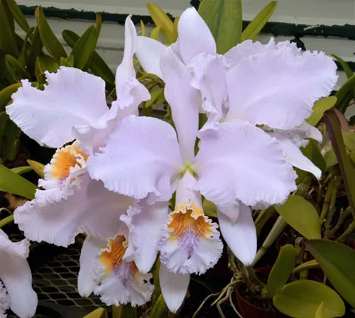 Cattleya mossiae coerulea 'SVO' x self