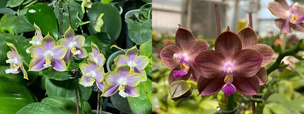 Phalaenopsis Mituo Reflex Dragon 'Blue -2' x Mituo 24 Solar Terms 'Black Angel'