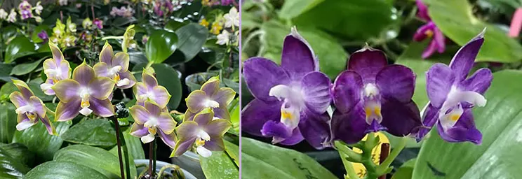 Phalaenopsis Mituo Blue Cat (Mituo Reflex Dragon 'Blue -2' x Mituo Purple Dragon 'Blue Whale')