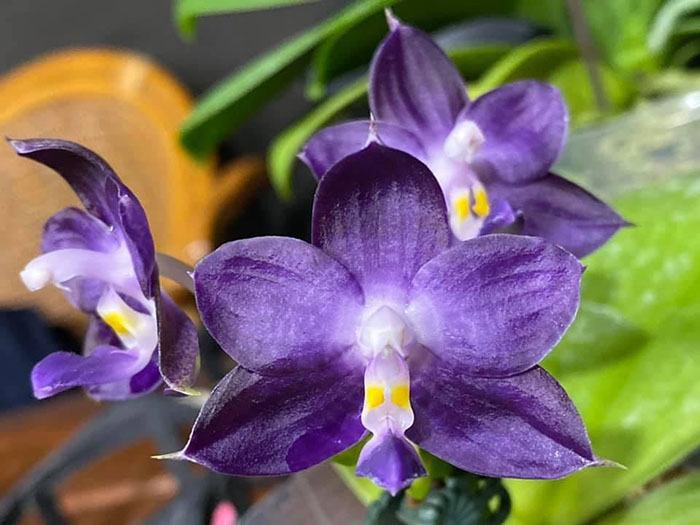 Phalaenopsis Mituo Purple Dragon 'Blue Whale'