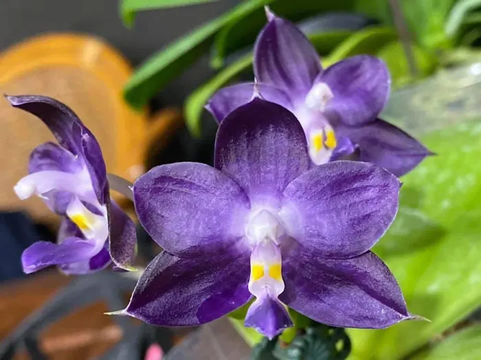 Phalaenopsis Mituo Purple Dragon 'Blue Whale'