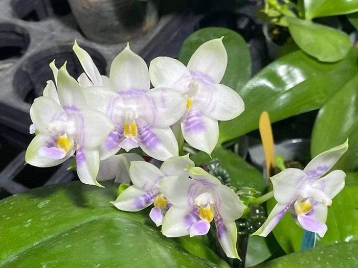 Phalaenopsis Mituo Purple Dragon 'Phalanx'