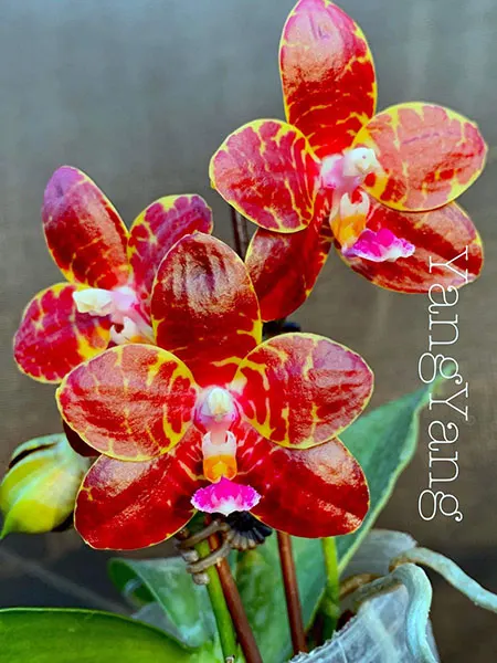 Phalaenopsis YangYang 'Unicorn'