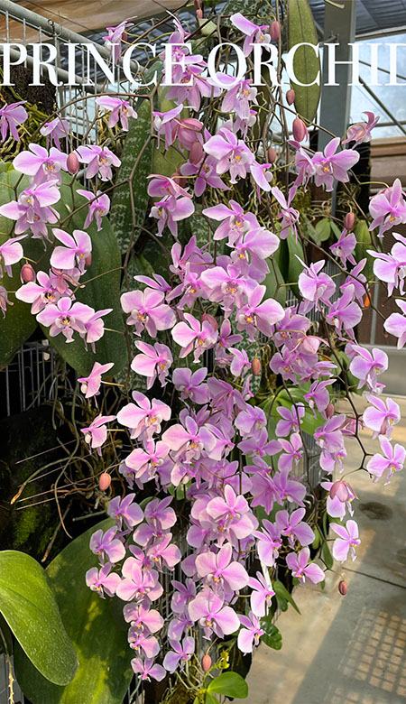 Phalaenopsis schilleriana x sib (Prince)