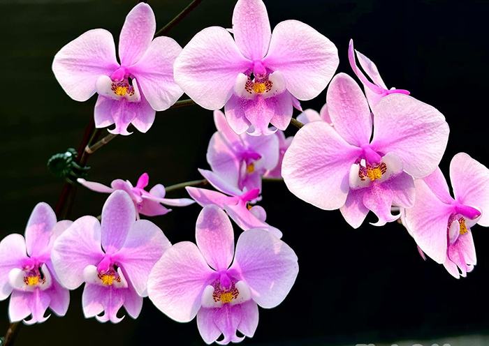 Phalaenopsis schilleriana x sib (Prince)