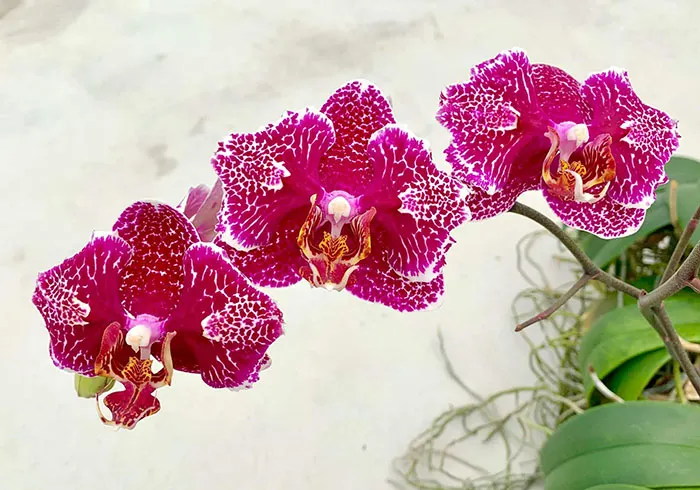 Phalaenopsis Victoria Lace