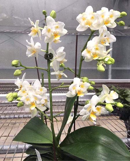 Phalaenopsis Liu's Pale Micholitzii 'ES'