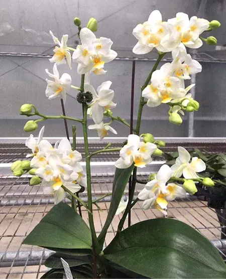 Phalaenopsis Liu's Pale Micholitzii 'ES'