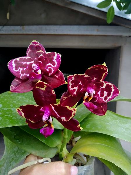 Phalaenopsis Yaphon Black Rose 'BKM-13'