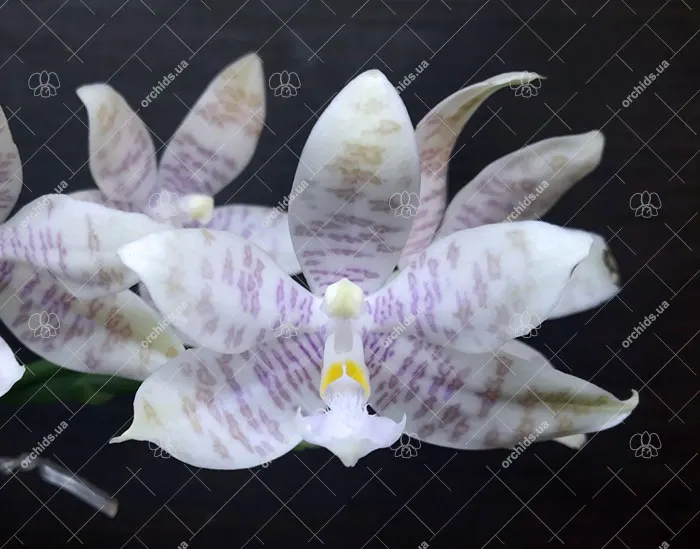 Phalaenopsis hieroglyphica x sib