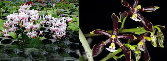 Phalaenopsis Chip Chop 'F4586' x mannii 'Black'