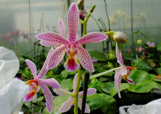 Phalaenopsis Chip Chop 'F4586' x mannii 'Black'