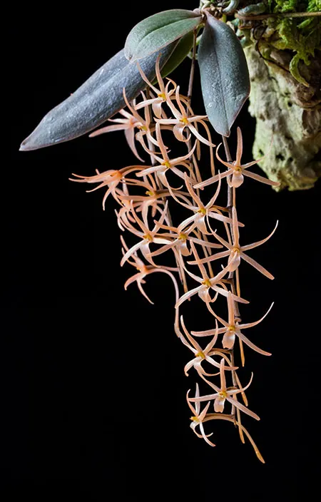 Aerangis seegeri