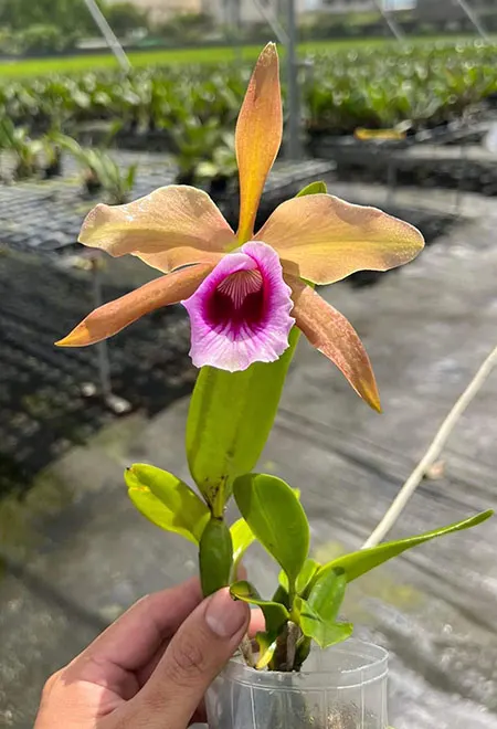 Laelia tenebrosa fma fumacina