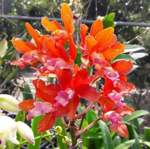 Cattleya Taiwan Firecracker 'Popcorn'