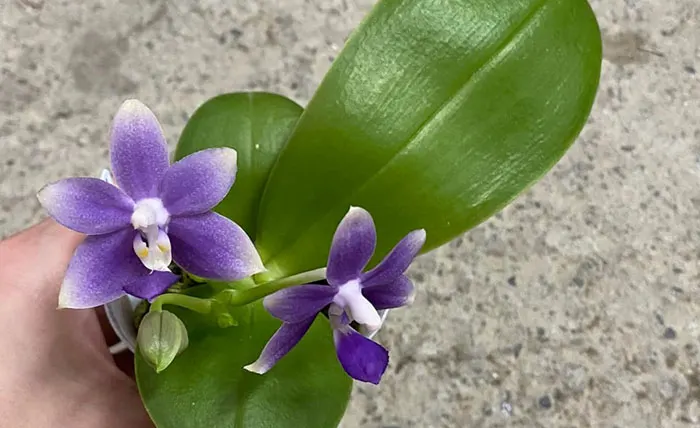 Phalaenopsis Lioulin Blue Kitty x Lioulin Blue Eagle