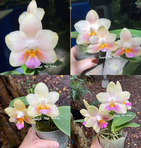 Phalaenopsis Joy Treasure (Joy Spring Venus x Joy Spring Canary 'Orange')
