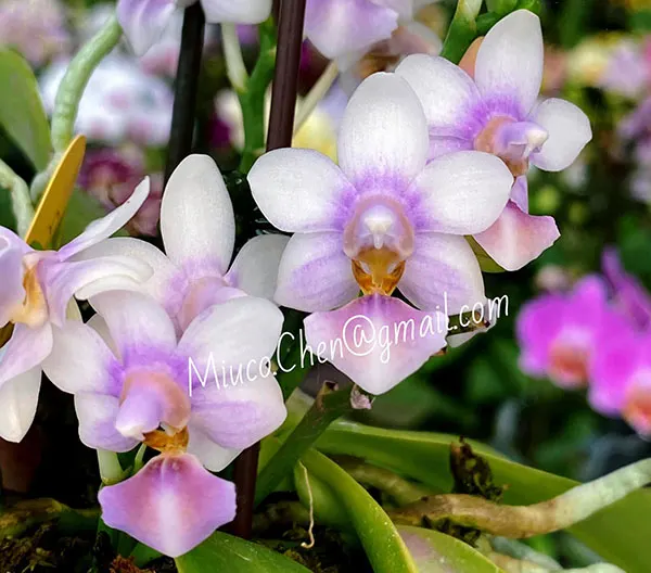 Phalaenopsis Evarise Blue Angel 'Purple Halo'