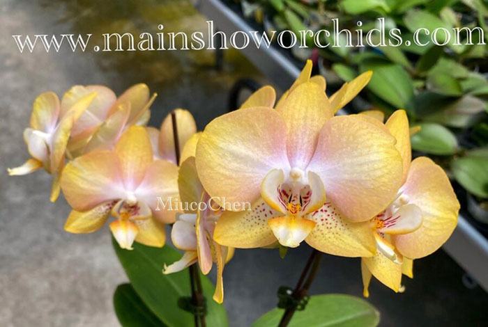 Phalaenopsis 'MF 376'