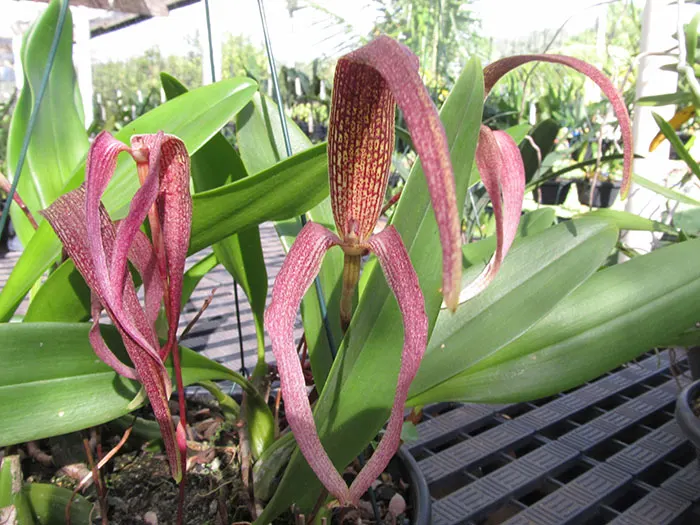 Bulbophyllum singulare