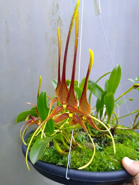 Bulbophyllum unitubum