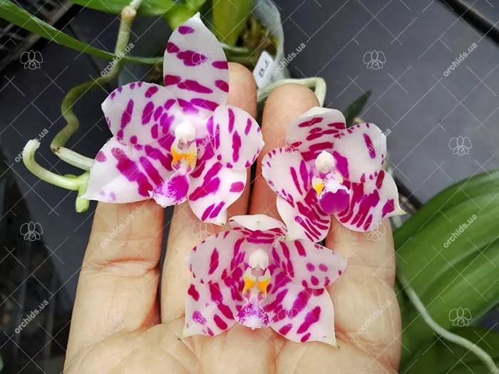 Phalaenopsis KS Super Zebra 'Beautiful Spots'