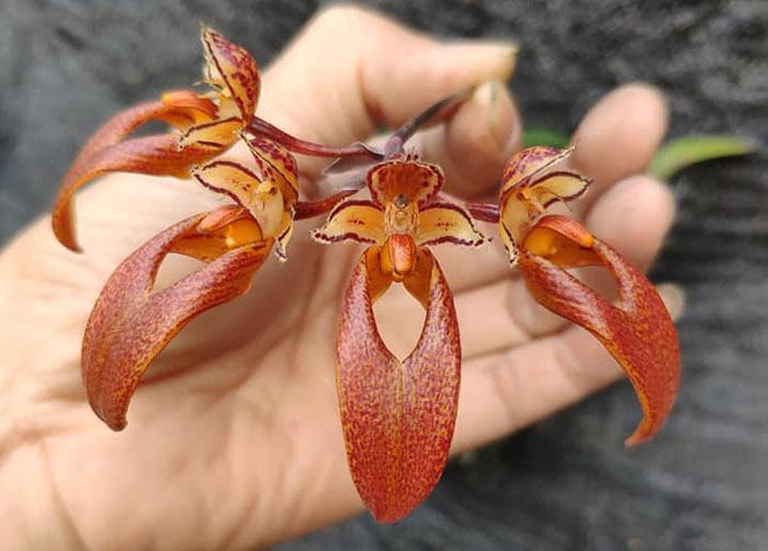 Bulbophyllum longibrachiatum
