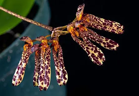 Bulbophyllum longiflorum