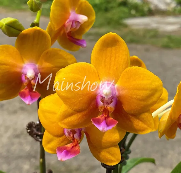 Phalaenopsis Mainshow Unique Orange