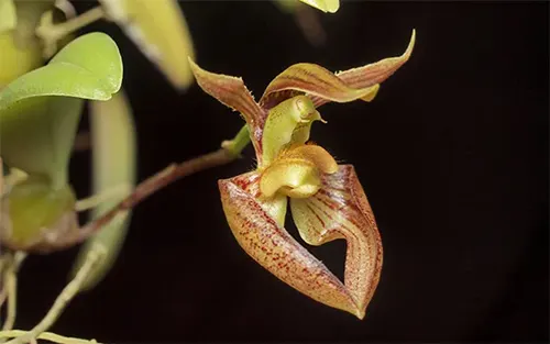 Bulbophyllum lasiochilum var Myanmar