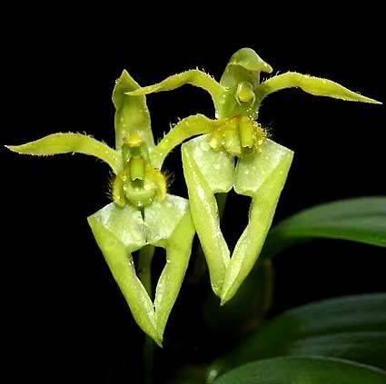 Bulbophyllum lasiochilum flava