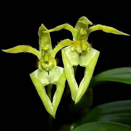 Bulbophyllum lasiochilum flava